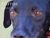 Doação de cachorro adulto macho com pelo curto e de porte médio em Contagem/MG - 21/06/2013 - 10554