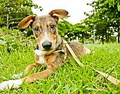 Doação de filhote de cachorro macho com pelo curto e de porte médio em Rio De Janeiro/RJ - 06/05/2013 - 10387