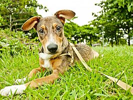 Doação de filhote de cachorro macho com pelo curto e de porte médio em Rio De Janeiro/RJ - 06/05/2013 - 10387