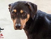 Doação de cachorro adulto fêmea com pelo curto e de porte médio em Contagem/MG - 06/12/2016 - 24868