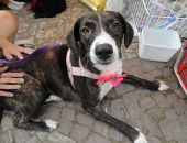 Doação de filhote de cachorro fêmea com pelo médio e de porte médio em Rio De Janeiro/RJ - 29/04/2013 - 10361