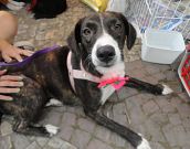 Doação de filhote de cachorro fêmea com pelo médio e de porte médio em Rio De Janeiro/RJ - 29/04/2013 - 10361