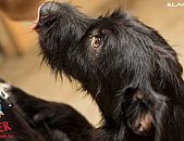 Doação de cachorro adulto macho com pelo médio e de porte médio em Contagem/MG - 08/02/2015 - 16637