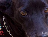 Doação de cachorro adulto fêmea com pelo curto e de porte médio em Contagem/MG - 20/09/2013 - 11013