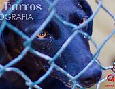 Doação de cachorro adulto fêmea com pelo curto e de porte médio em Contagem/MG - 21/06/2013 - 10532