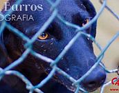 Doação de cachorro adulto fêmea com pelo curto e de porte médio em Contagem/MG - 21/06/2013 - 10532