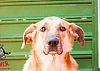 Doação de cachorro adulto macho com pelo curto e de porte grande em Contagem/MG - 25/09/2018 - 29508