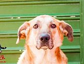 Doação de cachorro adulto macho com pelo curto e de porte grande em Contagem/MG - 25/09/2018 - 29508