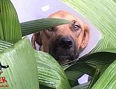 Doação de cachorro adulto fêmea com pelo curto e de porte grande em Contagem/MG - 06/07/2018 - 29147