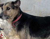 Doação de cachorro adulto fêmea com pelo curto e de porte médio em Contagem/MG - 09/01/2017 - 25161