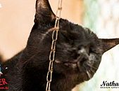 Doação de gato adulto fêmea com pelo curto e de porte médio em Contagem/MG - 06/07/2018 - 29114