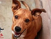 Doação de cachorro adulto fêmea com pelo curto e de porte médio em Contagem/MG - 13/09/2016 - 24122