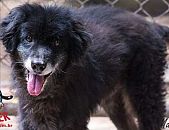 Doação de cachorro adulto macho com pelo longo e de porte pequeno em Contagem/MG - 05/03/2015 - 16874