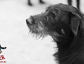 Doação de cachorro adulto macho com pelo médio e de porte médio em Contagem/MG - 04/08/2015 - 18693