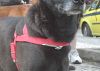 Doação de cachorro adulto fêmea com pelo médio e de porte médio em Rio De Janeiro/RJ - 29/04/2013 - 10369