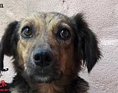 Doação de cachorro adulto fêmea com pelo curto e de porte médio em Contagem/MG - 17/07/2018 - 29216