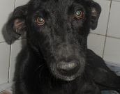 Doação de cachorro adulto fêmea com pelo médio e de porte médio em Rio De Janeiro/RJ - 29/04/2013 - 10351