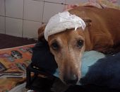 Doação de cachorro adulto fêmea com pelo médio e de porte médio em Rio De Janeiro/RJ - 29/04/2013 - 10342