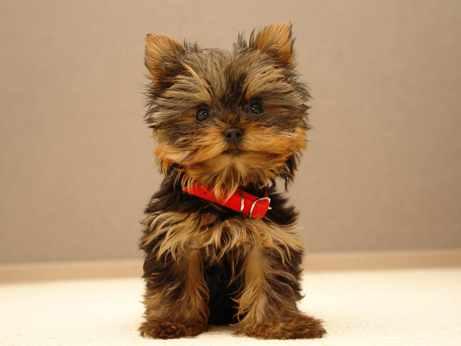 Tudo Sobre A Raca Yorkshire Terrier Dicas E Cuidados