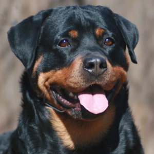 Cães de guarda: características e raças ideais - Dicas e Cuidados