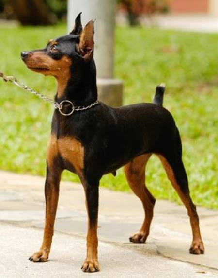 Pinscher Miniatura Dicas E Cuidados