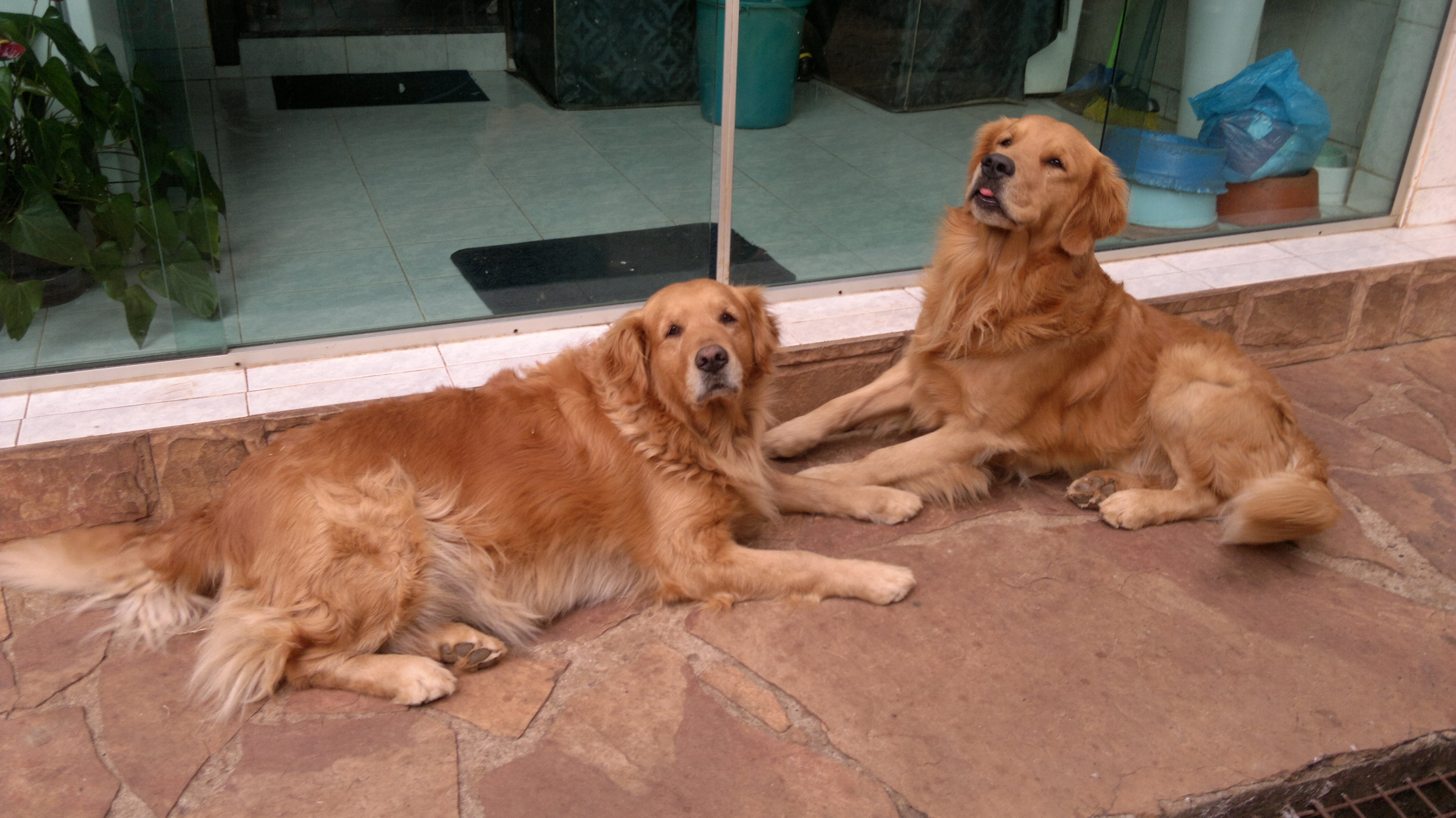 Doação de cachorro adulto macho com pelo longo e de porte grande em ...