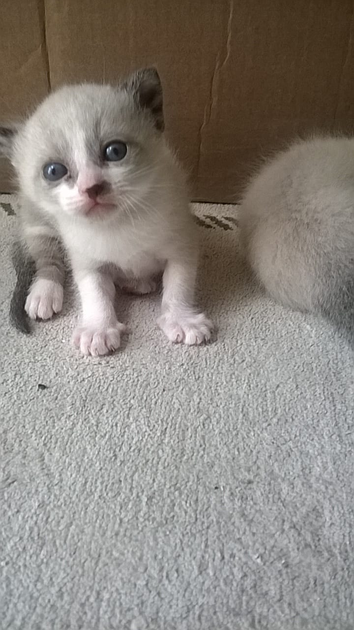 Doação de filhote de gato macho com pelo curto e de porte pequeno em