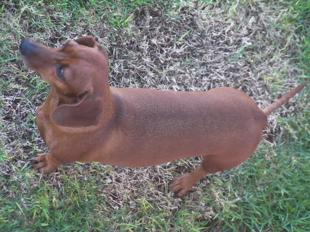 Doação de cachorro adulto fêmea com pelo curto e de porte ...